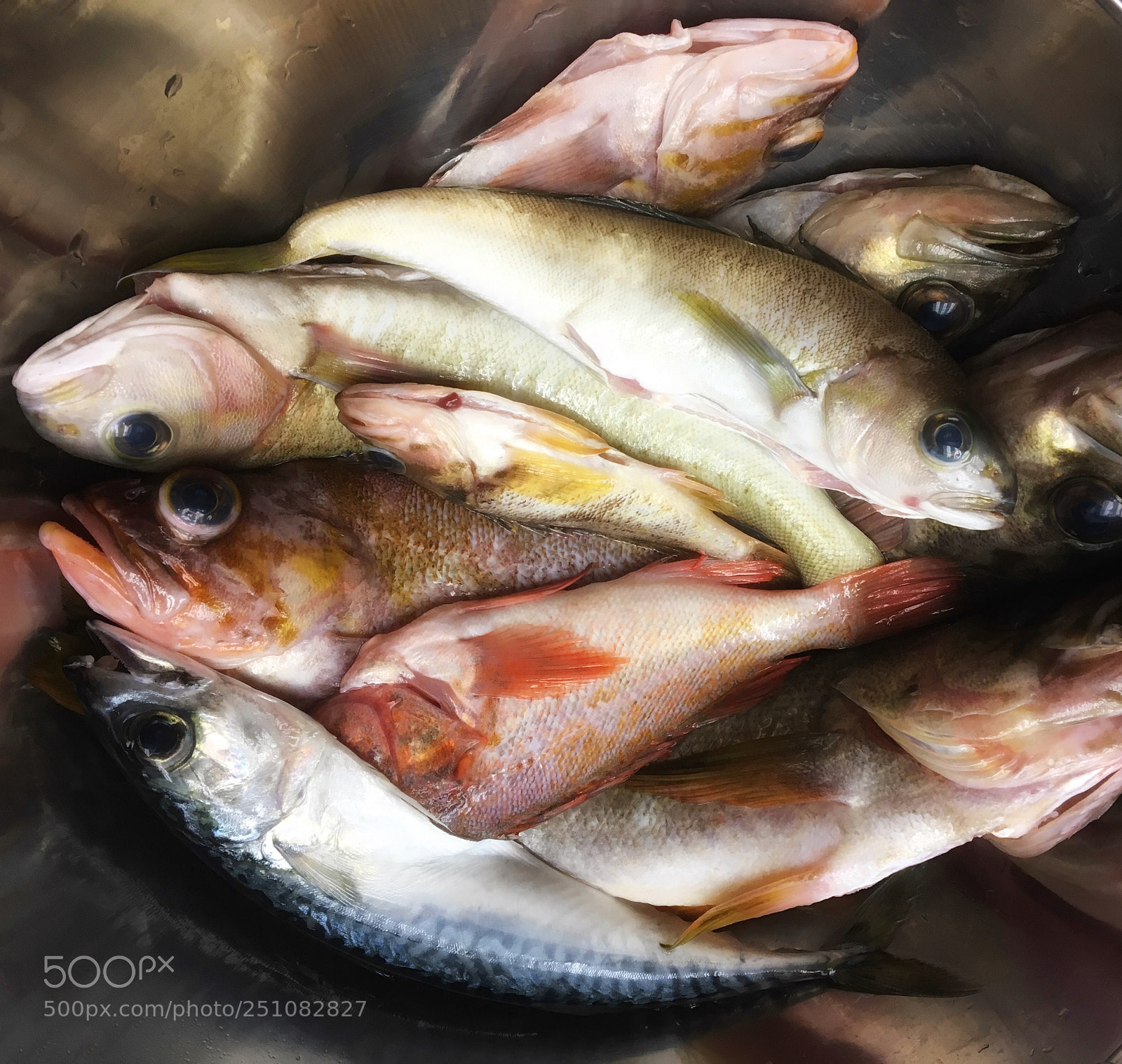 Apple iPhone 6s sample photo. Fish photography