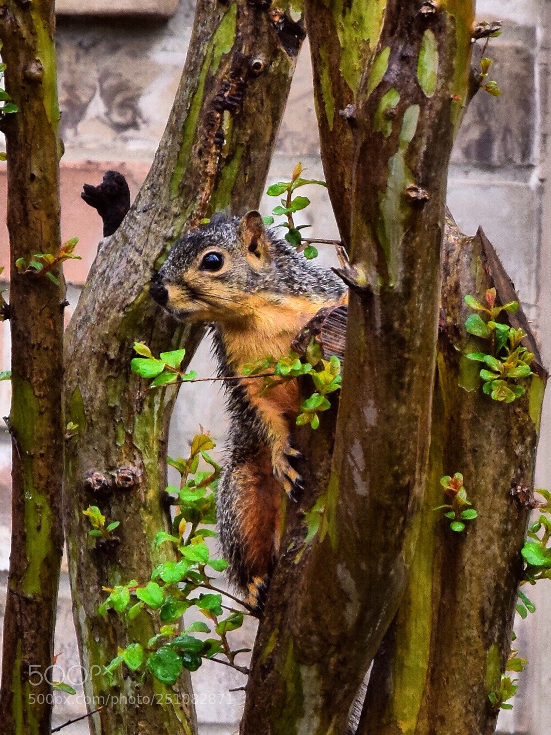 Nikon D5300 sample photo. Hide and seek photography