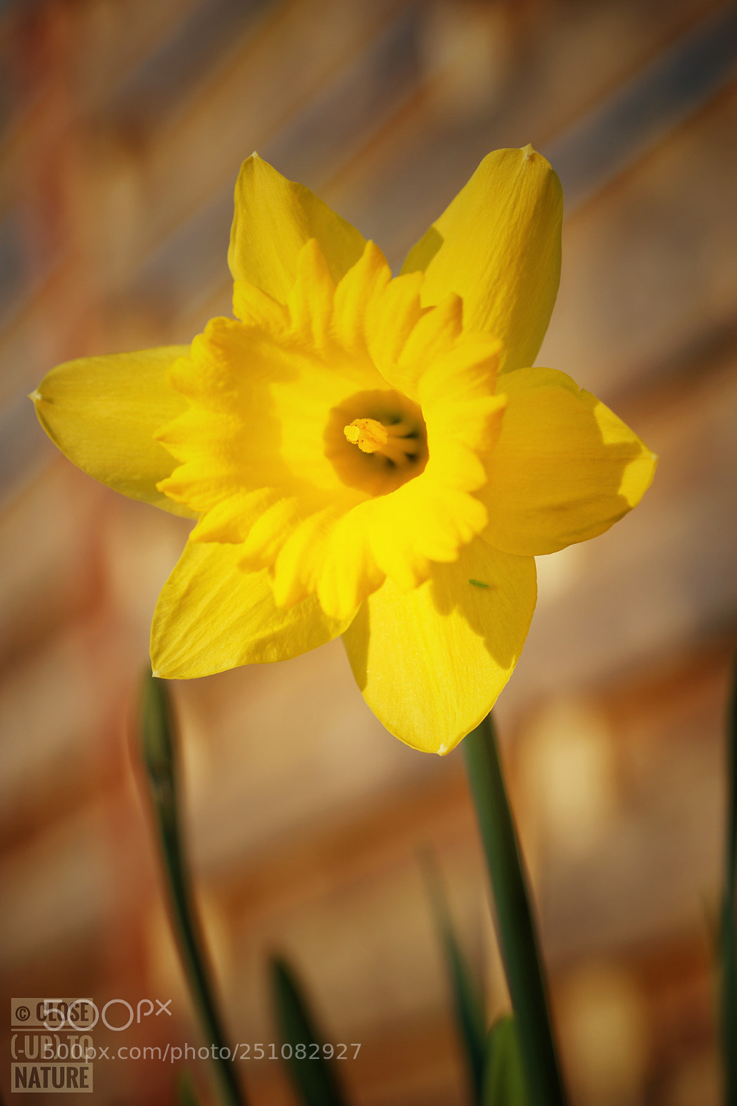 Samsung NX500 sample photo. Narcisse jaune photography