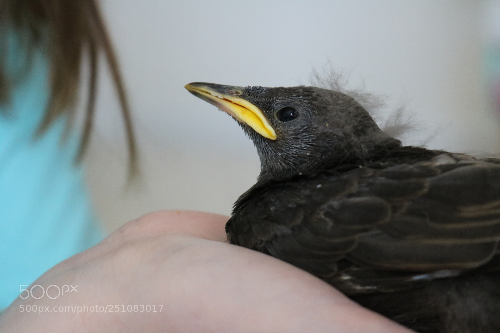 Canon EOS 750D (EOS Rebel T6i / EOS Kiss X8i) sample photo. Young bird photography