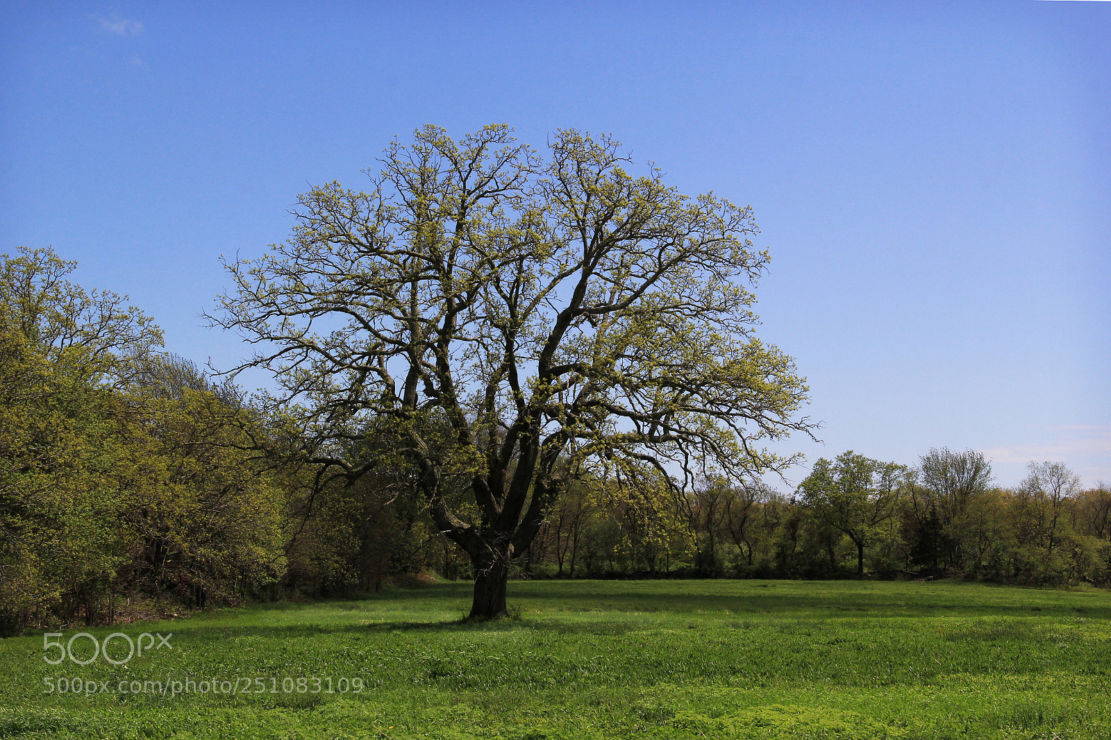 Canon EF-S 18-135mm F3.5-5.6 IS sample photo. Big tree in springtime photography