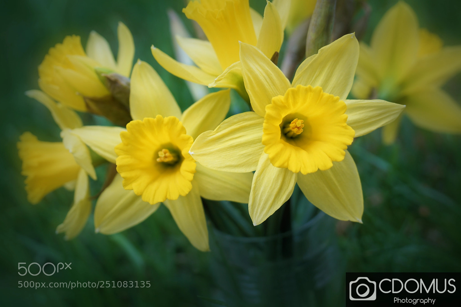 Sony a6000 sample photo. Daffodil photography