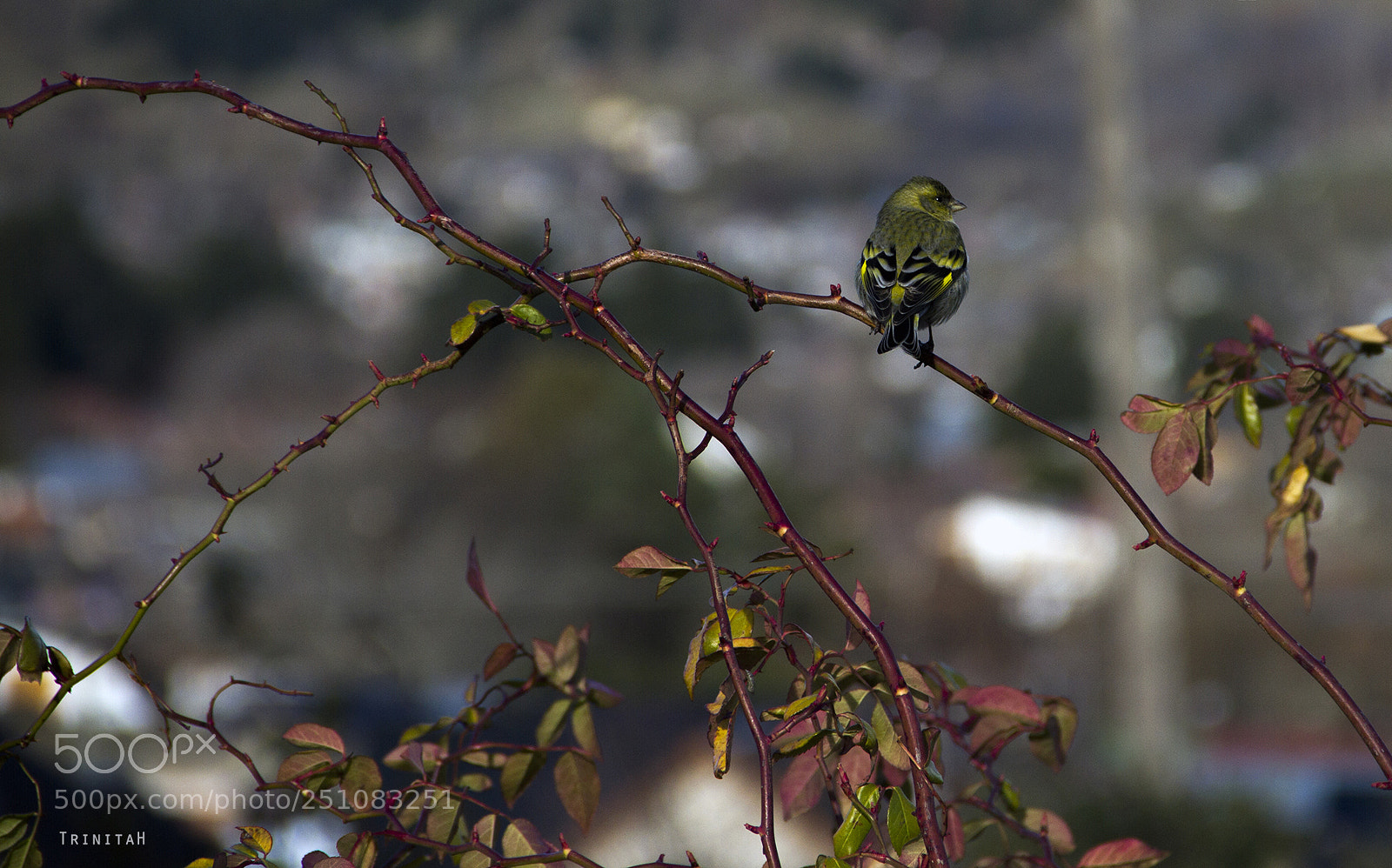 Canon EOS 7D sample photo. La espera photography
