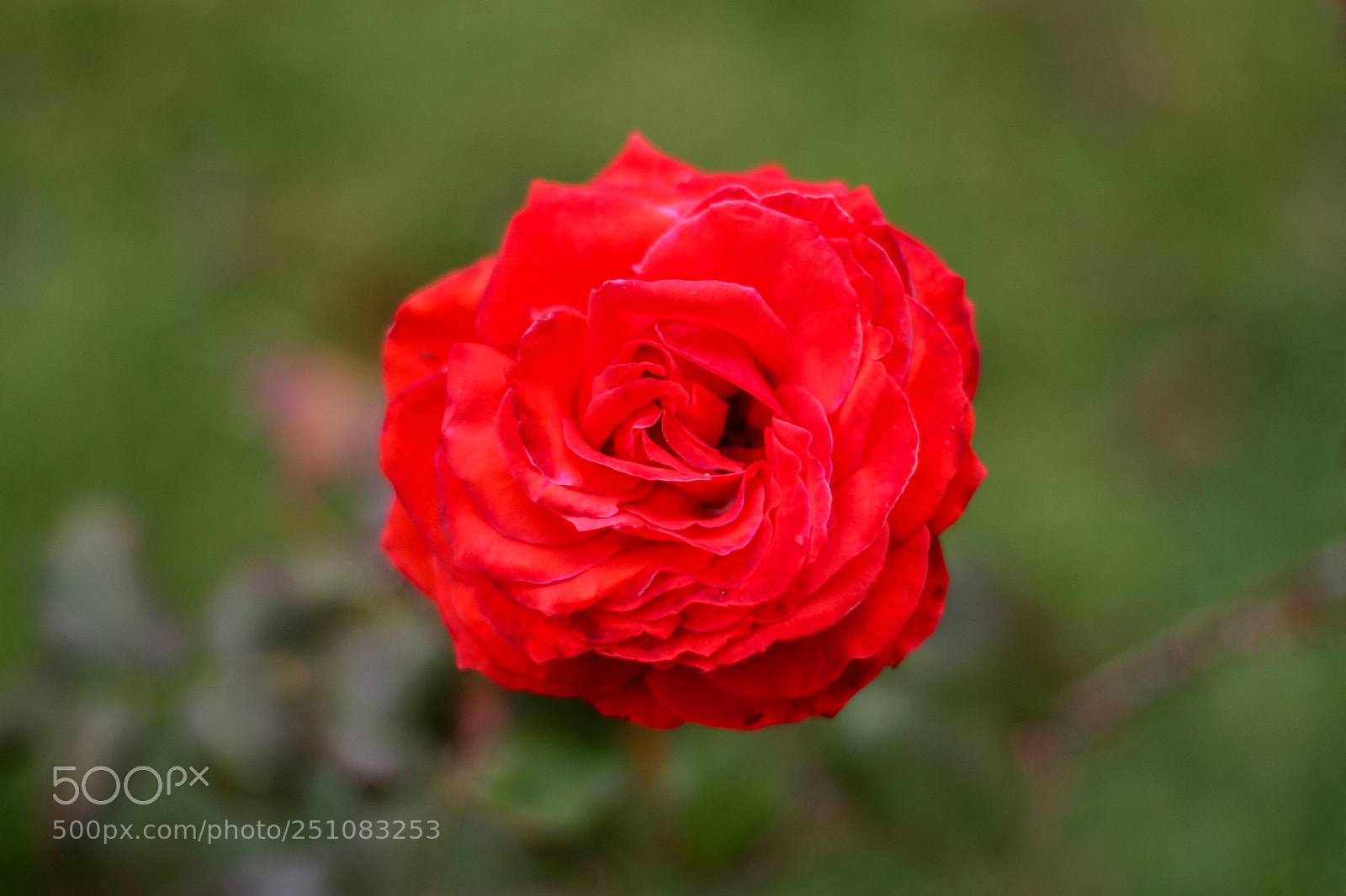 Canon EOS 7D sample photo. Rose photography