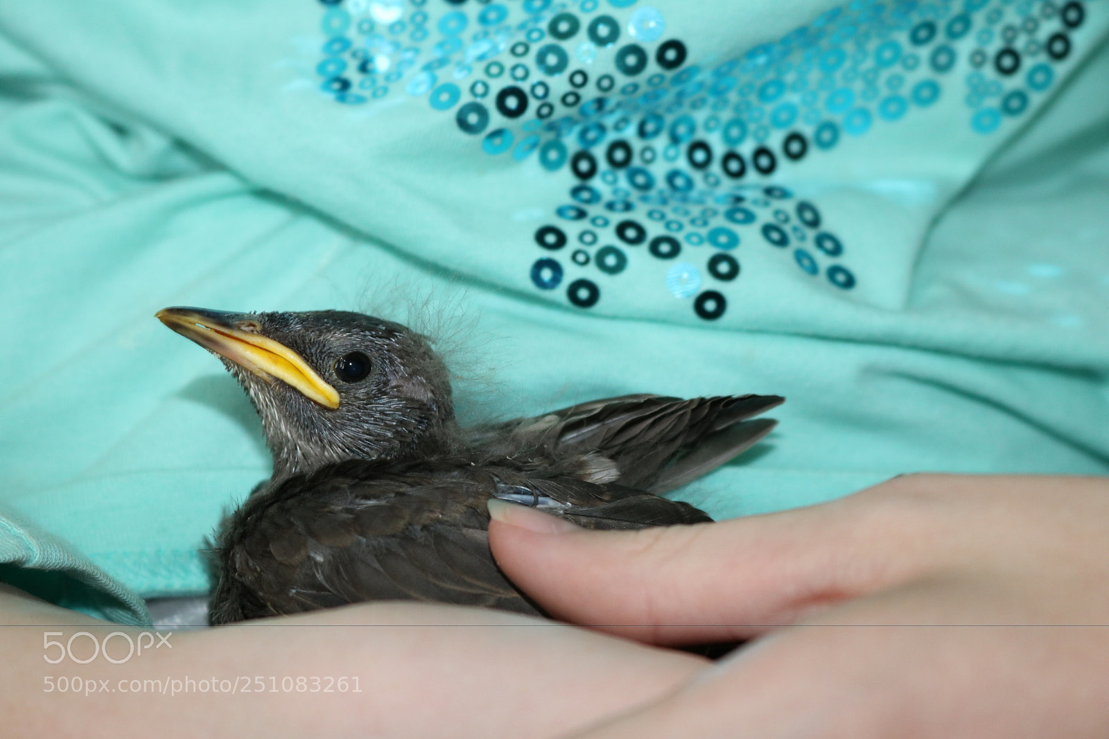 Canon EOS 750D (EOS Rebel T6i / EOS Kiss X8i) sample photo. Small bird photography