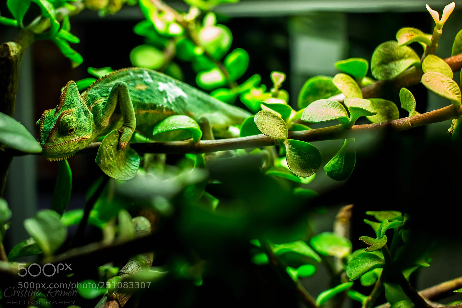 Canon EOS 100D (EOS Rebel SL1 / EOS Kiss X7) sample photo. Camouflaging photography