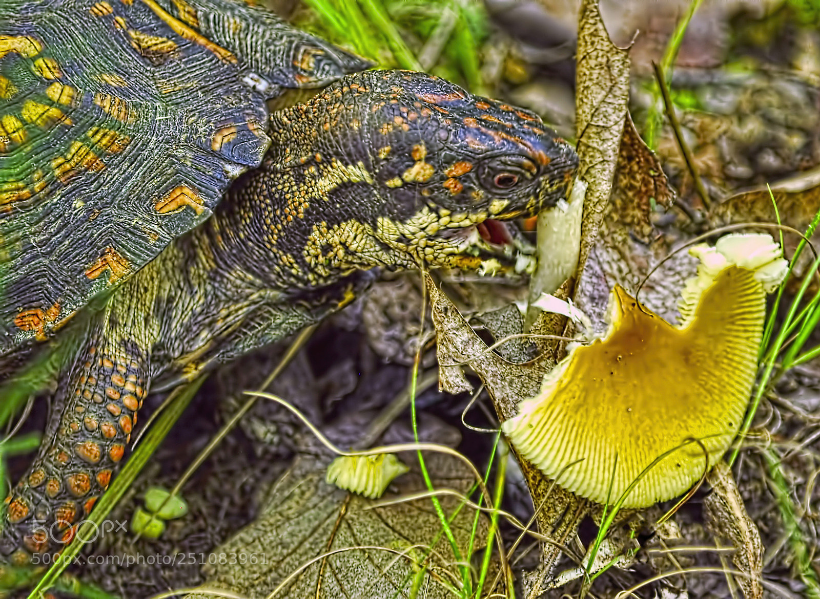 Nikon D5000 sample photo. Turtle eating toadstool photography
