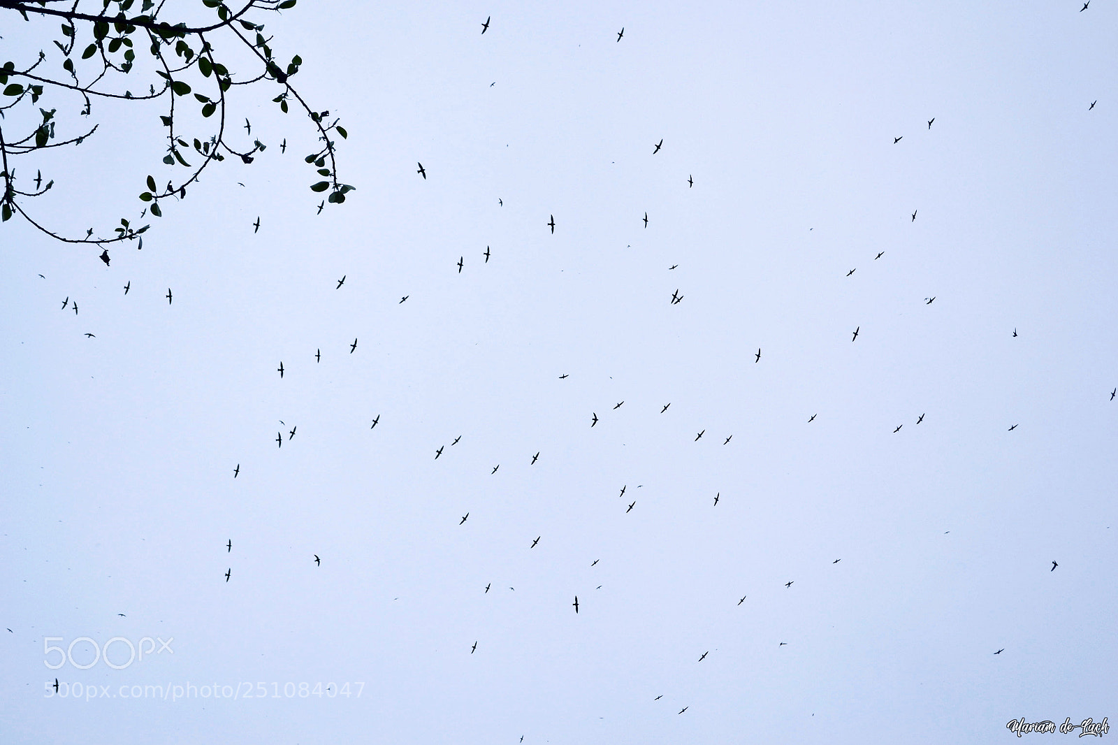 Nikon D3100 sample photo. Swallows. photography