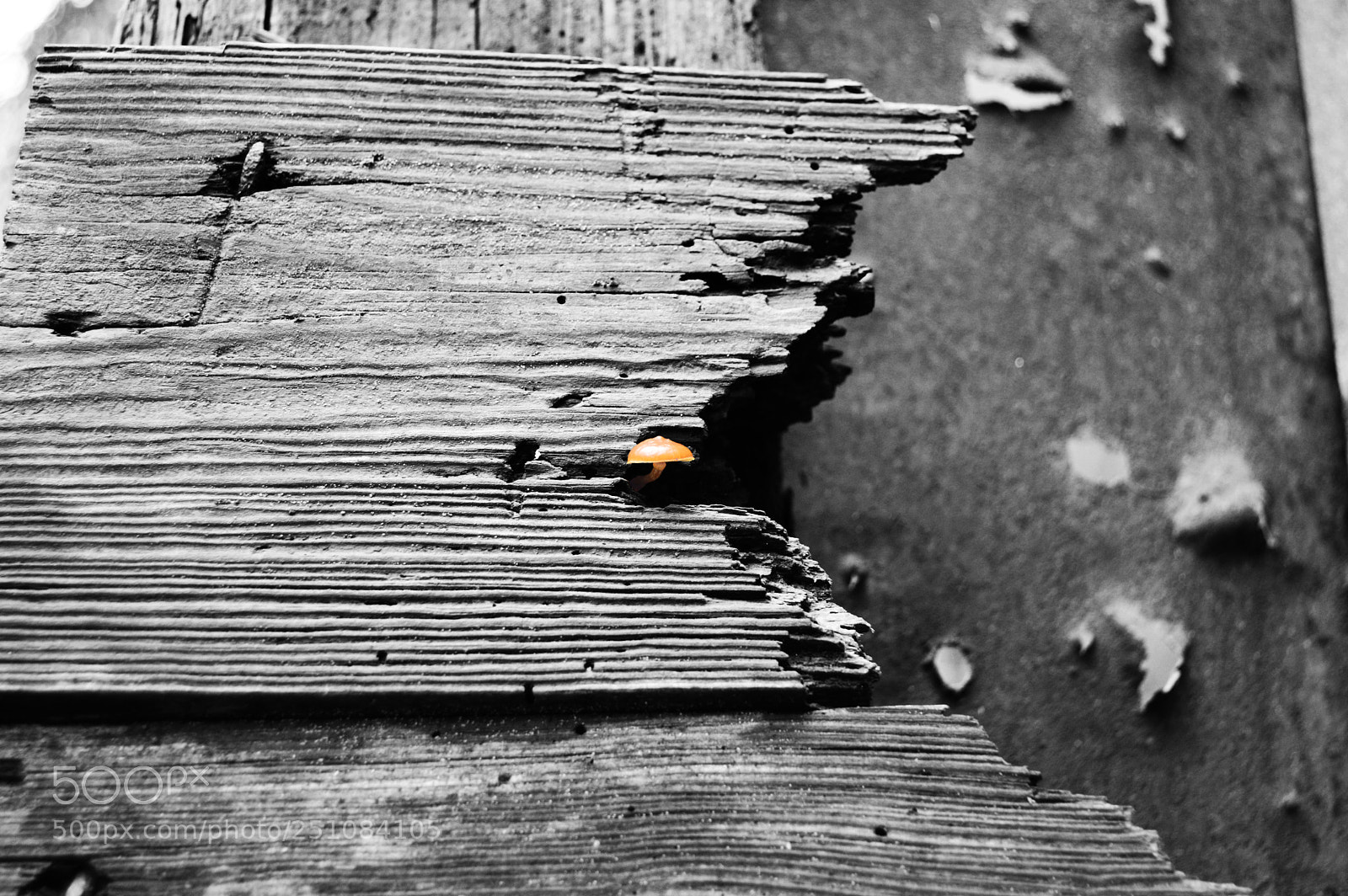 Nikon D3200 sample photo. Mushroom door photography