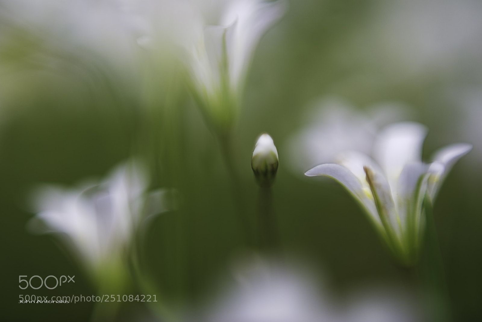 Nikon D610 sample photo. Soft flowers photography