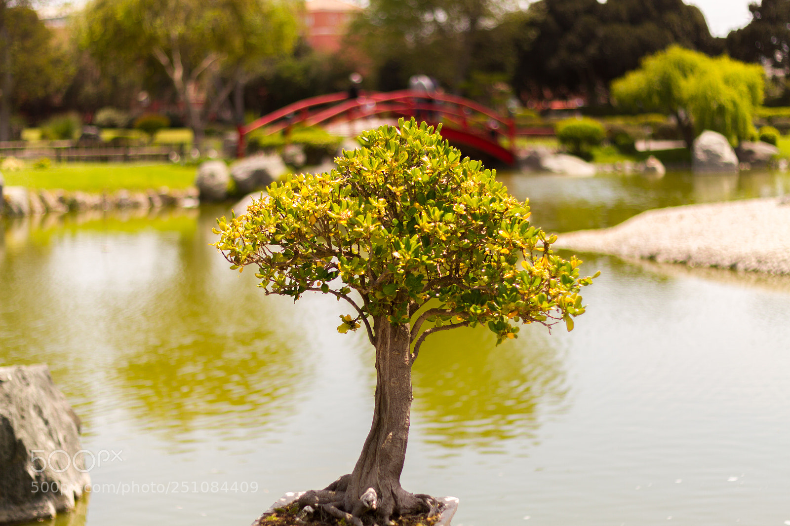 Canon EOS 7D sample photo. Bonsai in park photography