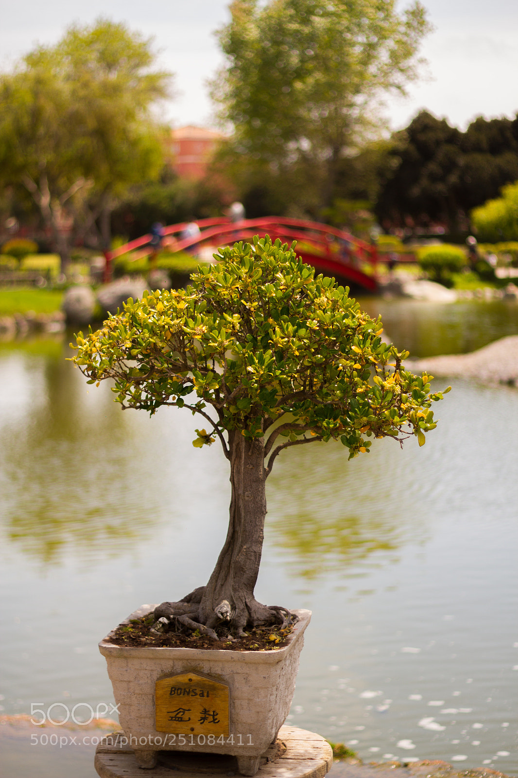 Canon EOS 7D sample photo. Bonsai photography