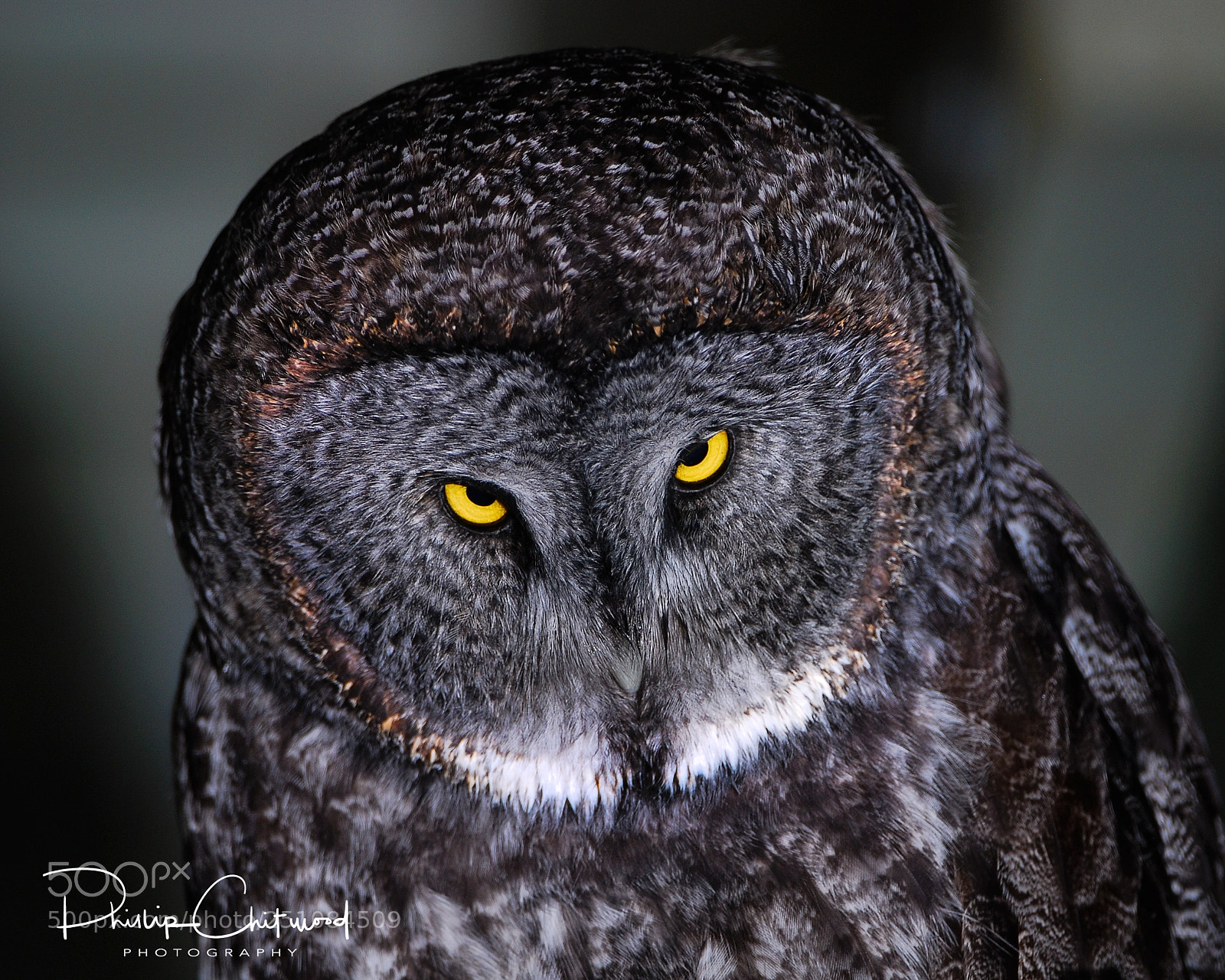 Nikon D80 sample photo. Who are you looking photography
