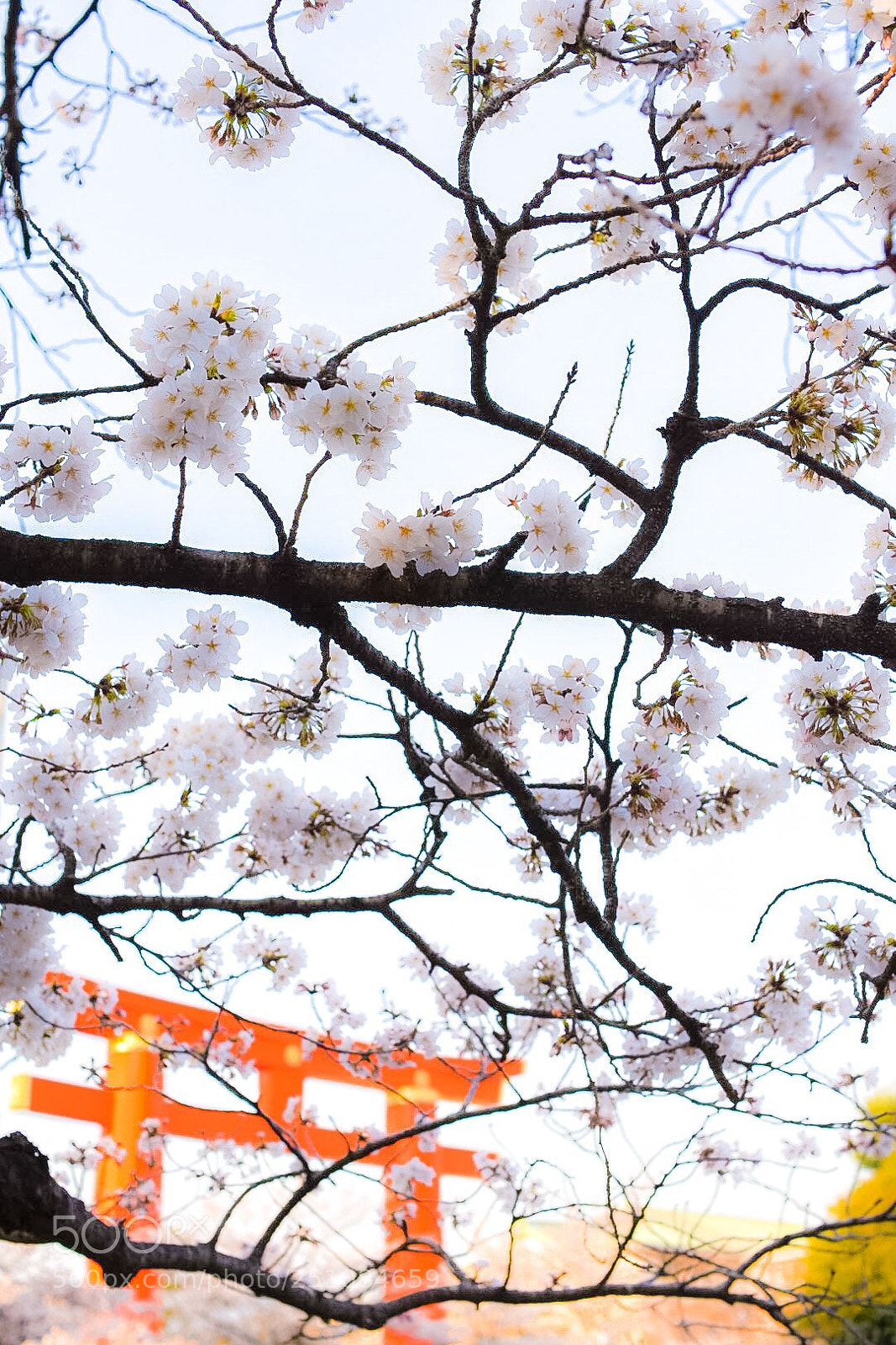 Nikon D7200 sample photo. 平安神宮 photography