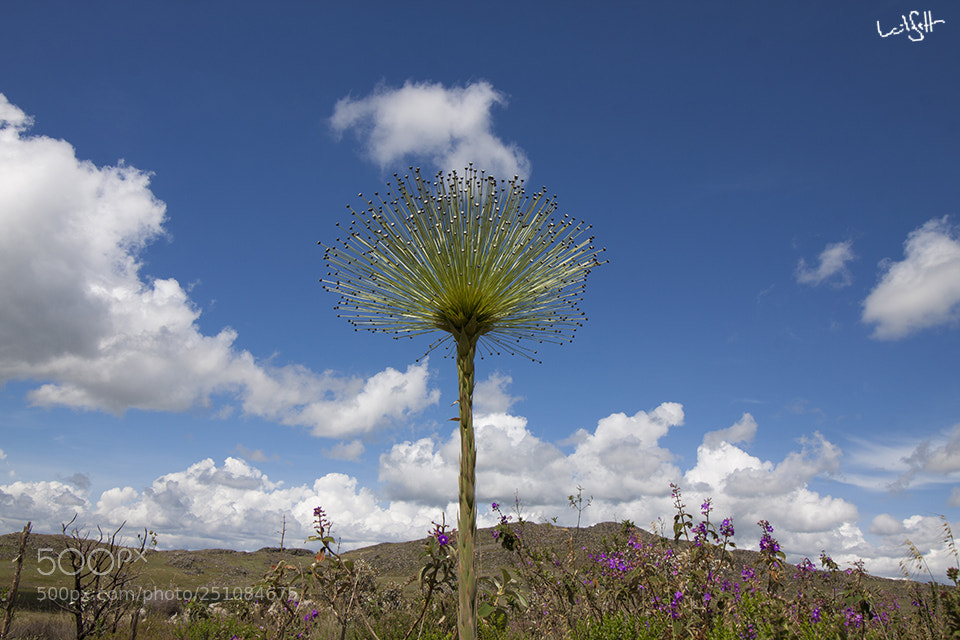 Canon EOS 50D sample photo. Canastra's flower photography