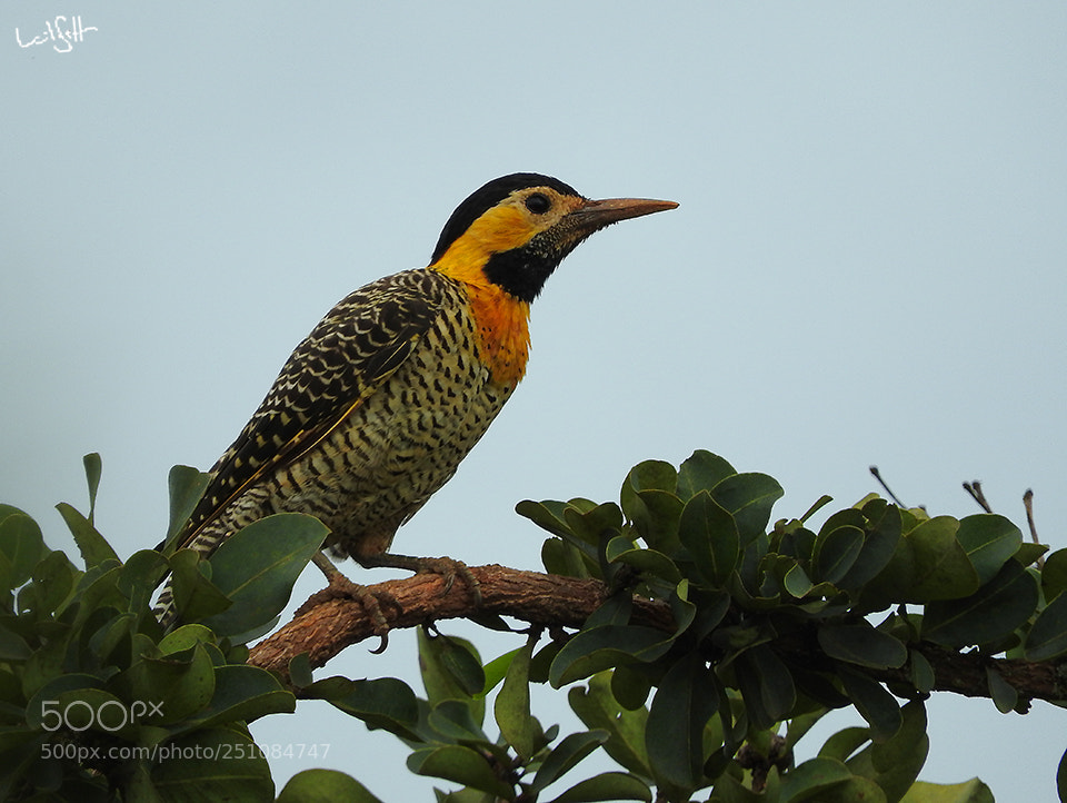 Nikon Coolpix P610 sample photo. Woodpecker photography