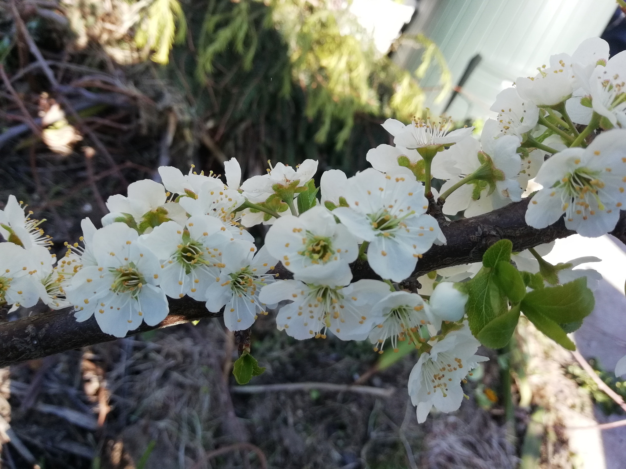 HUAWEI FIG-LX1 sample photo