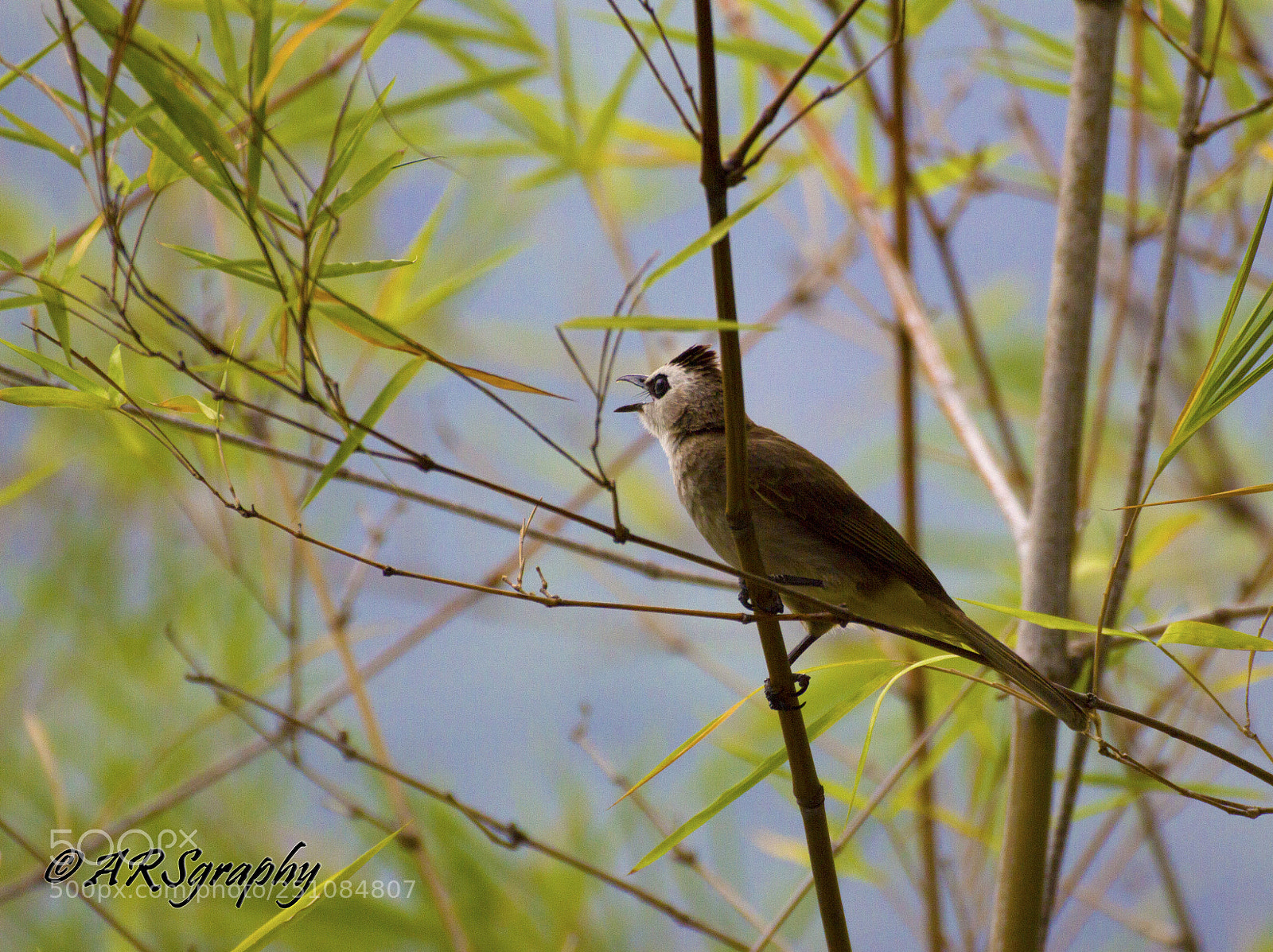 Canon EOS 600D (Rebel EOS T3i / EOS Kiss X5) sample photo. Bird photography