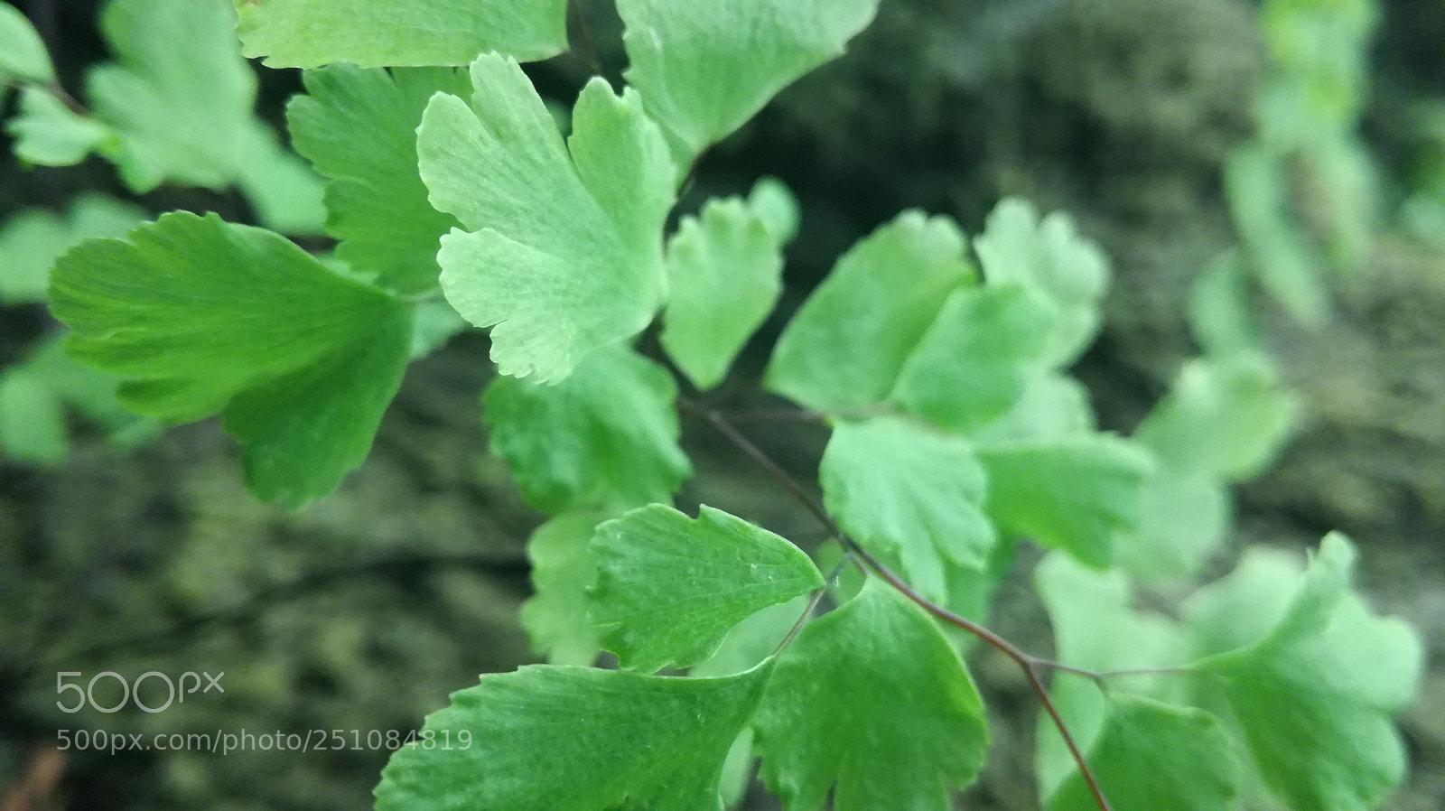 HUAWEI P9 LITE sample photo. Green photography