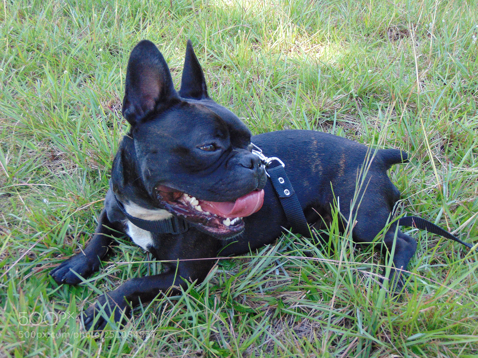 Sony Cyber-shot DSC-H300 sample photo. Bulldog photography