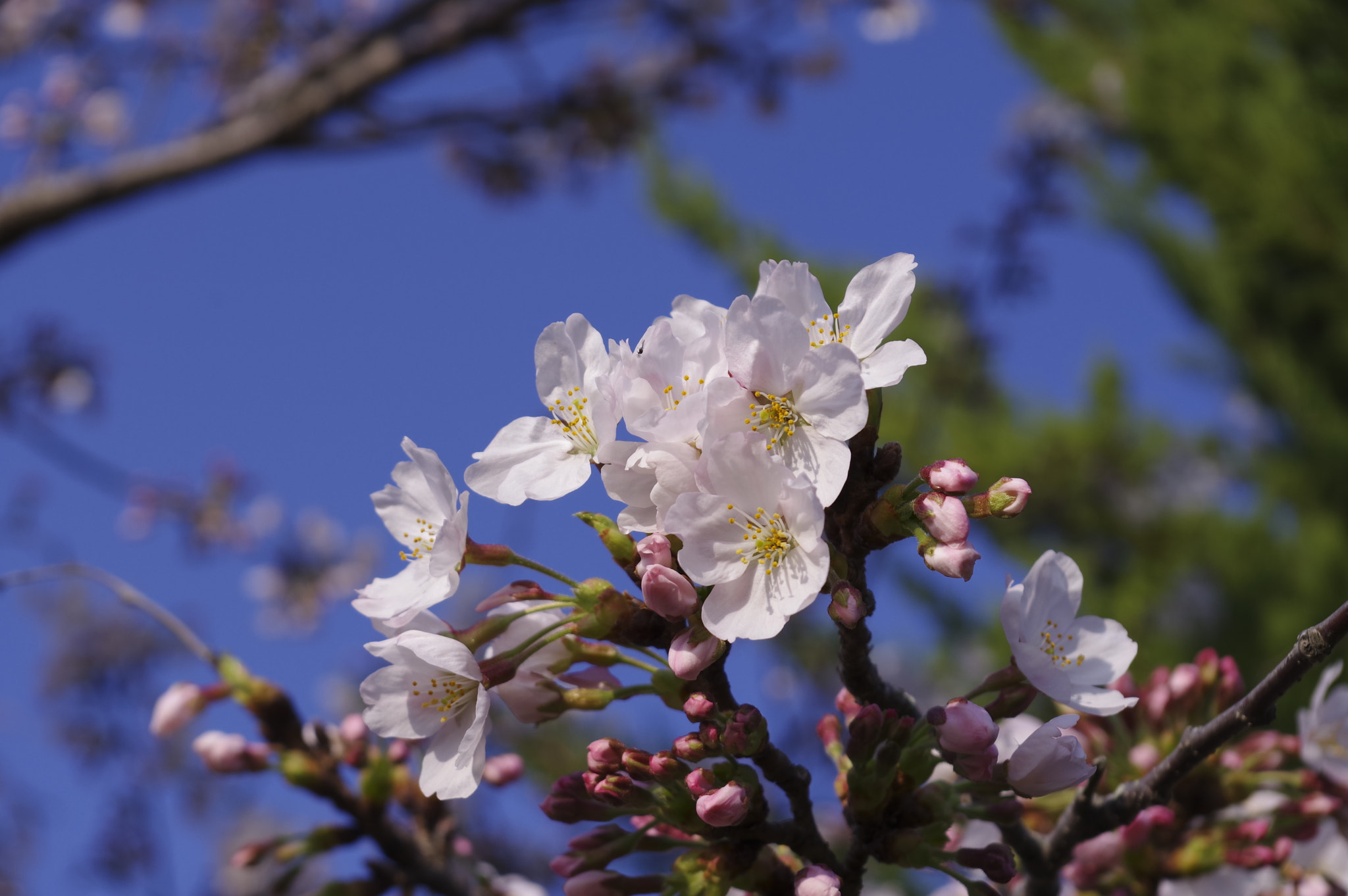 Pentax KP sample photo. Sakura photography