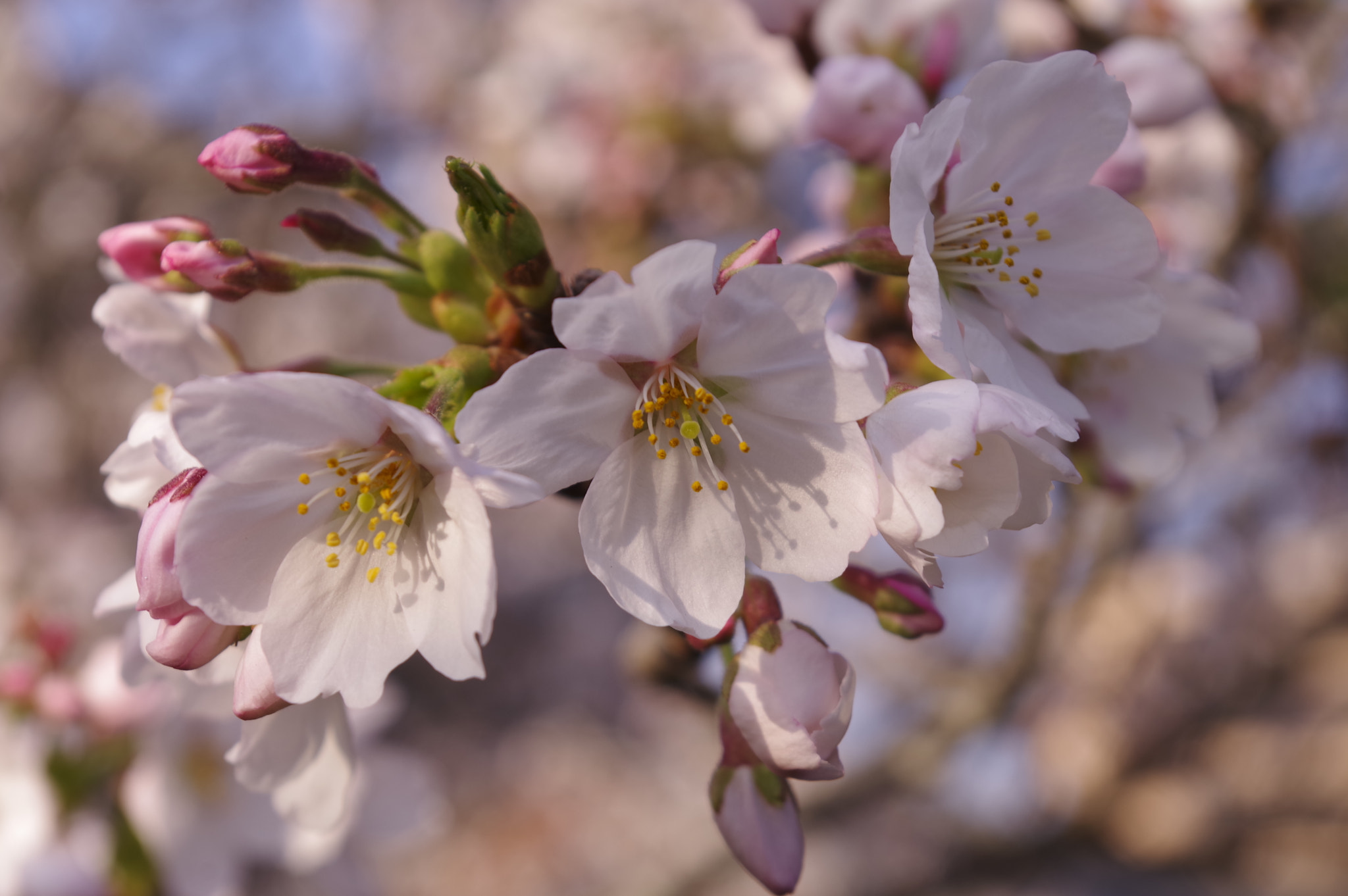 Pentax DA 18-50mm F4.5-5.6 DC WR RE sample photo. Sakura photography