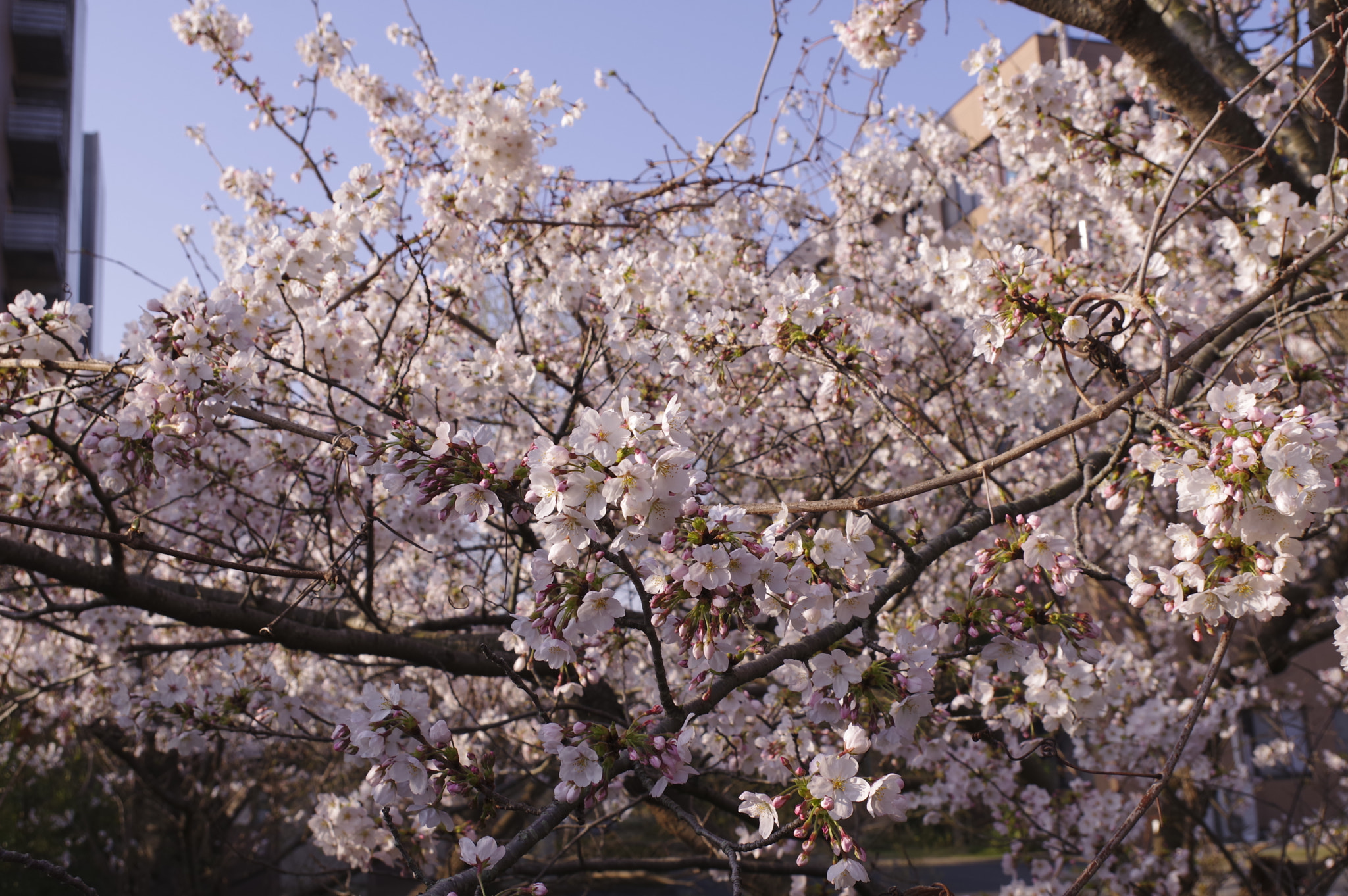 Pentax KP sample photo. Sakura photography