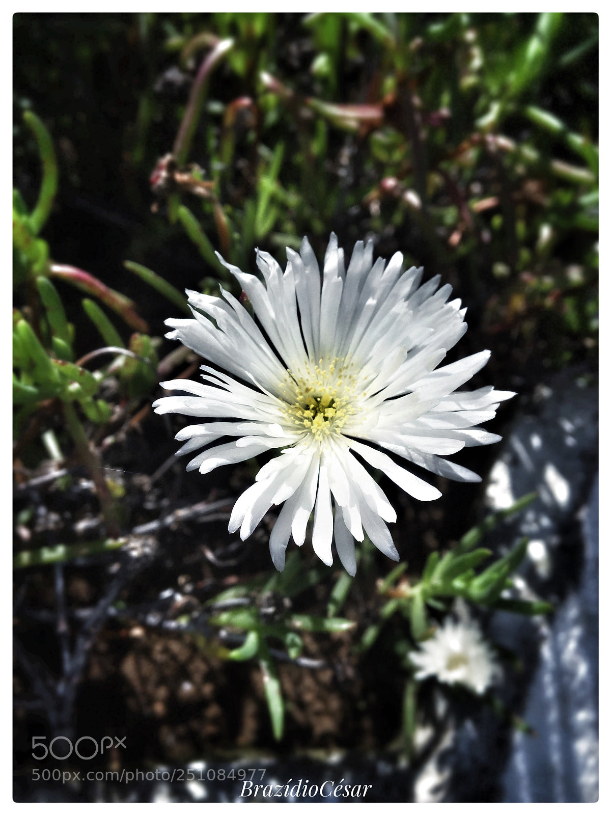 Apple iPhone 6s sample photo. Untitled photography