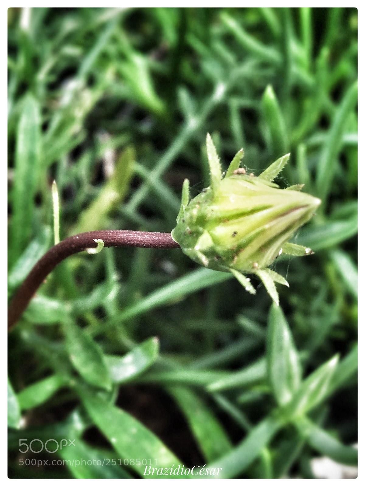 Apple iPhone 6s sample photo. Untitled photography