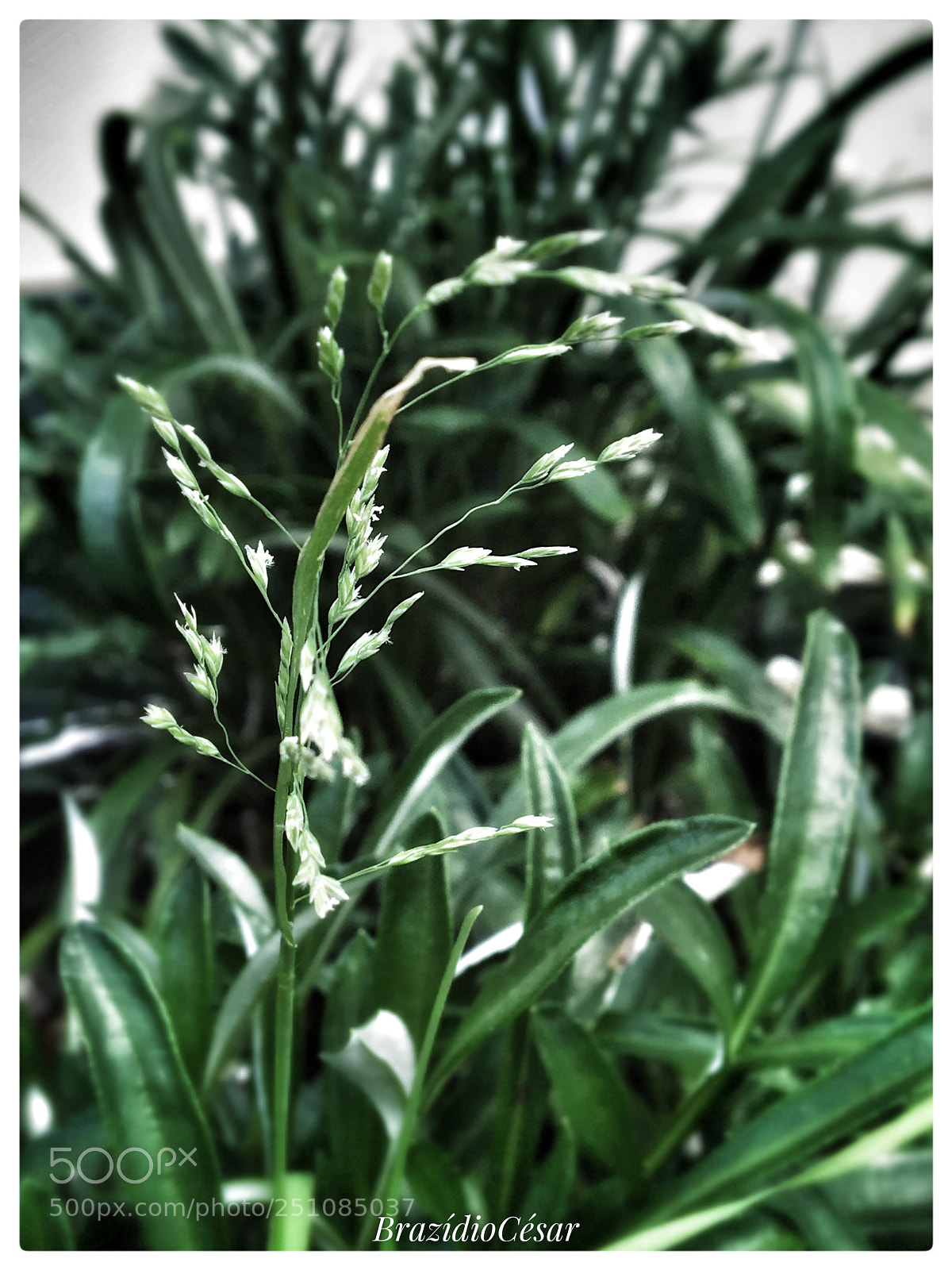 Apple iPhone 6s sample photo. Untitled photography