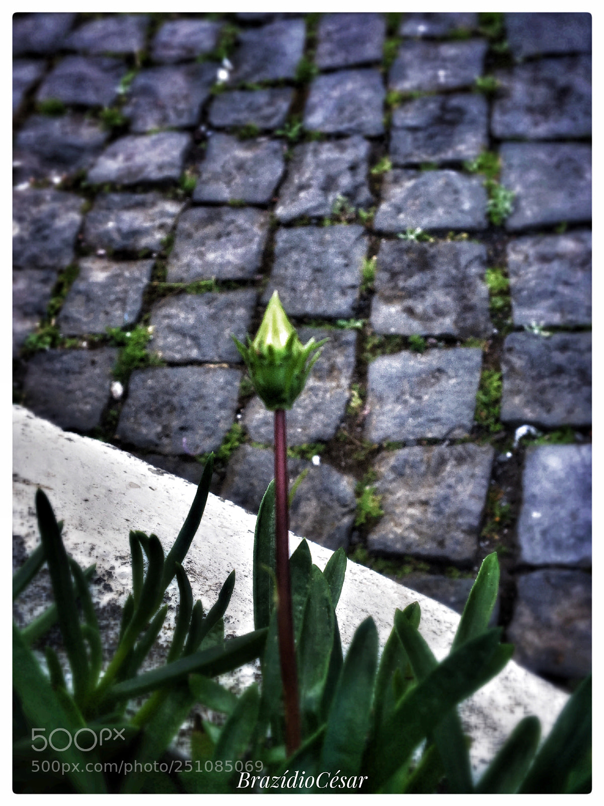 Apple iPhone 6s sample photo. Untitled photography