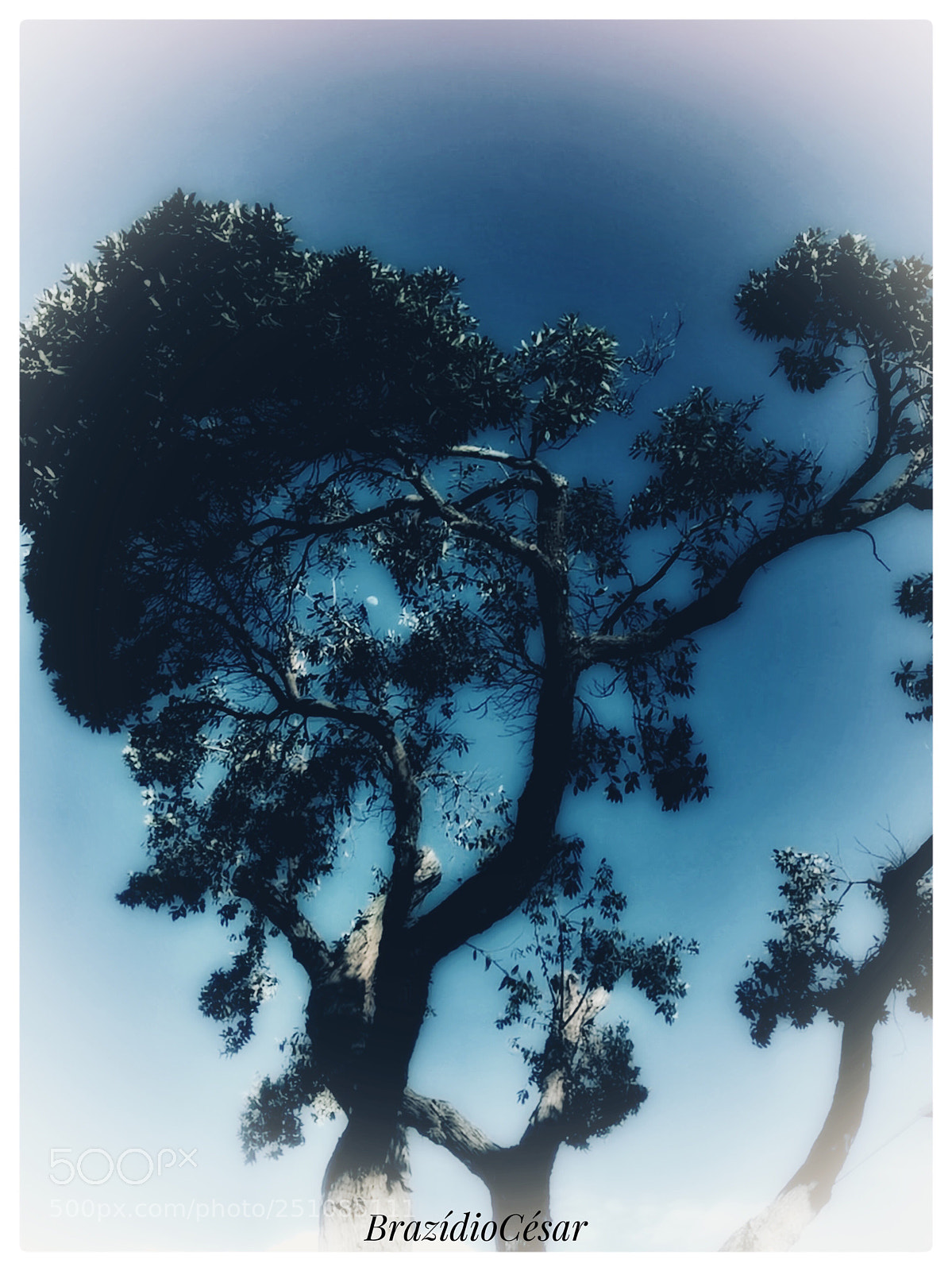 Apple iPhone 6s sample photo. Untitled photography