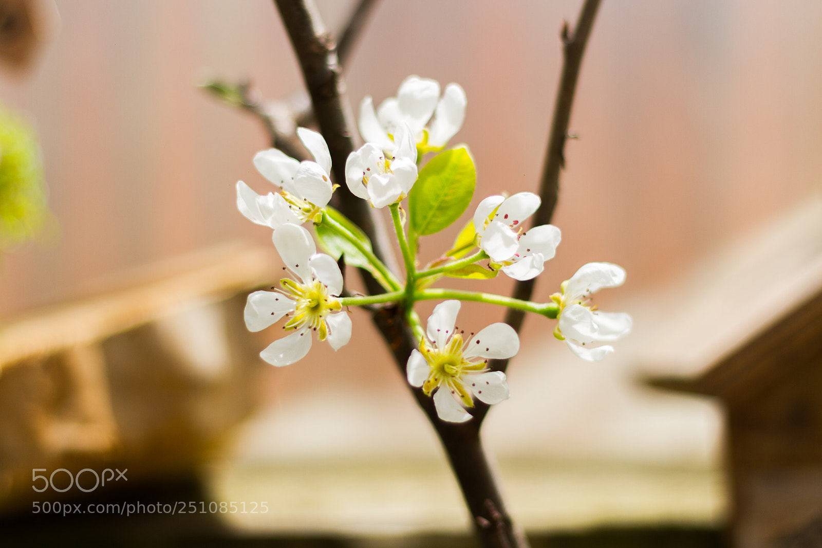 Canon EOS 7D sample photo. Flowers photography
