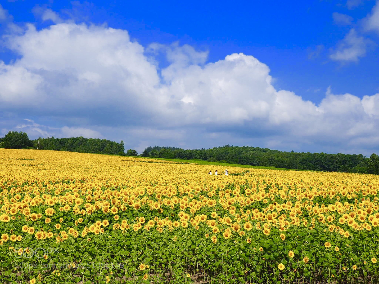 Olympus OM-D E-M10 II sample photo. Sunflower  photography