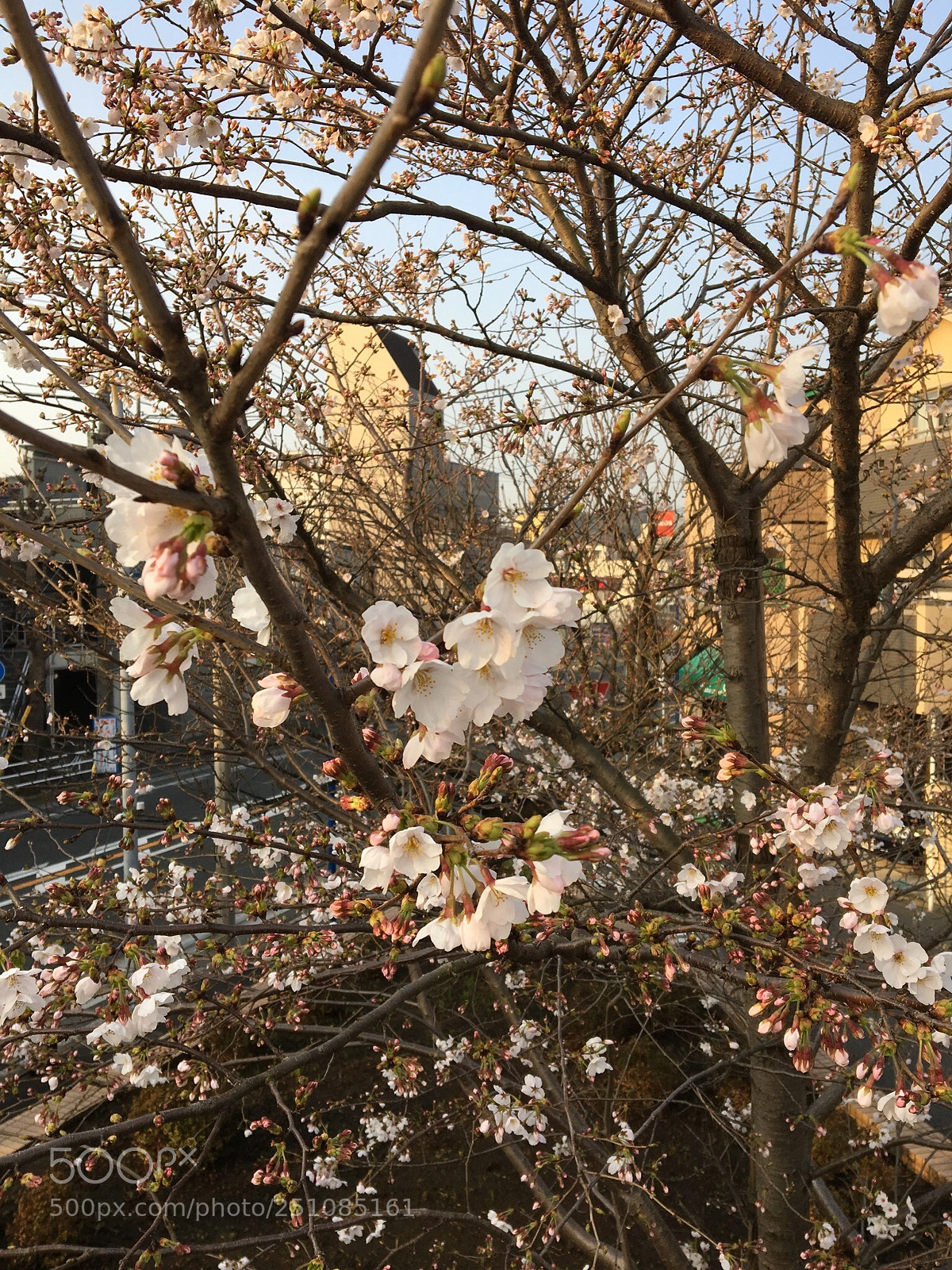 Apple iPhone 6s sample photo. Sakura photography