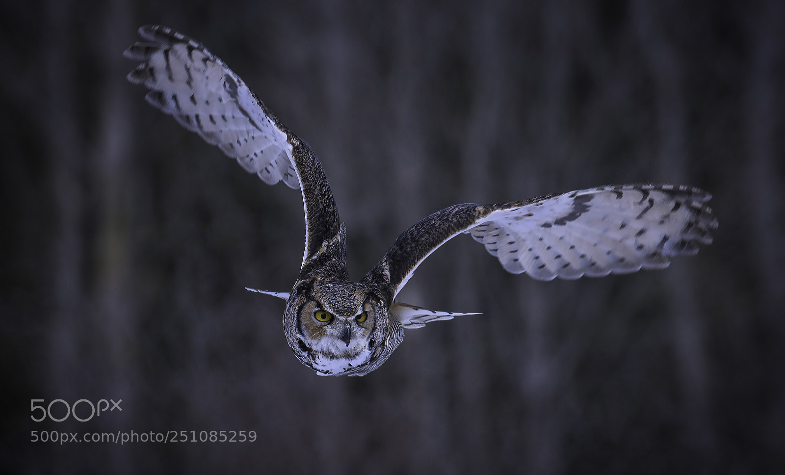 Nikon D500 sample photo. Great horned owl photography