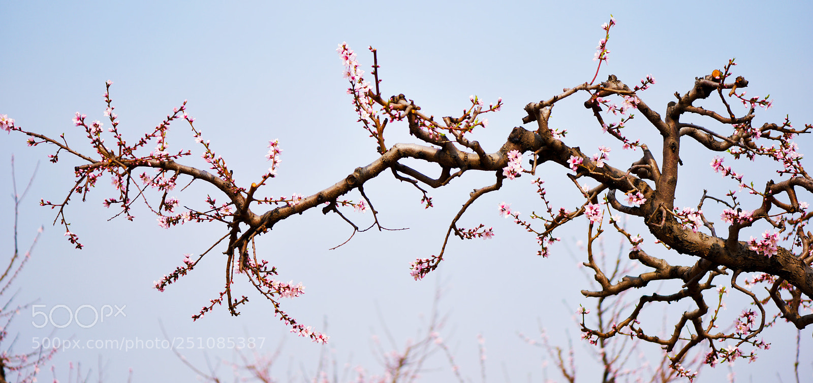 Nikon D810 sample photo. 梅 photography