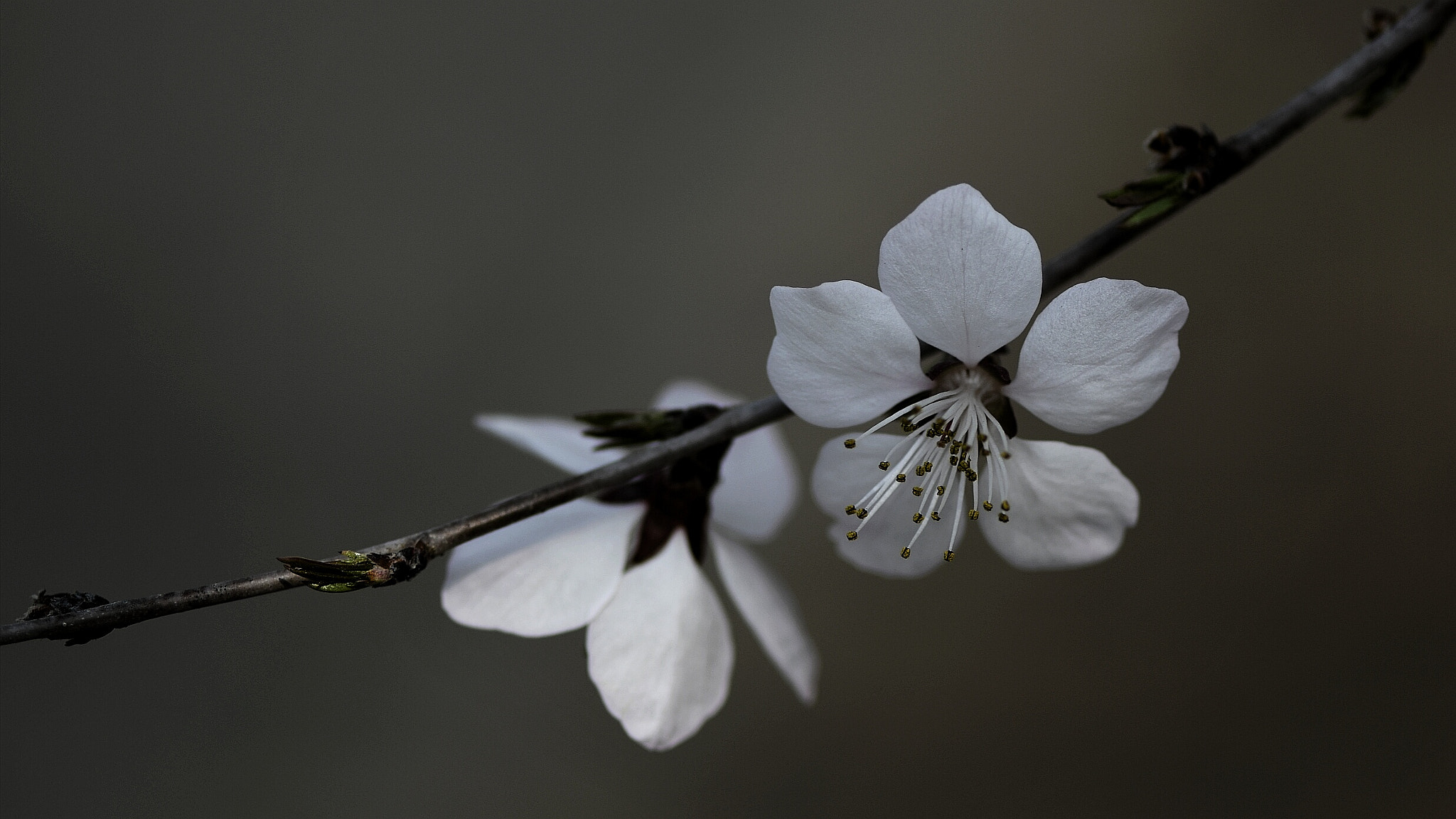 Nikon AF-S Micro-Nikkor 105mm F2.8G IF-ED VR sample photo. Apricot flowers photography