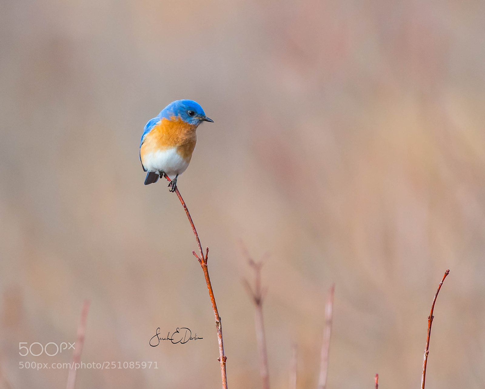 Nikon D500 sample photo. Male eastern bluebird photography