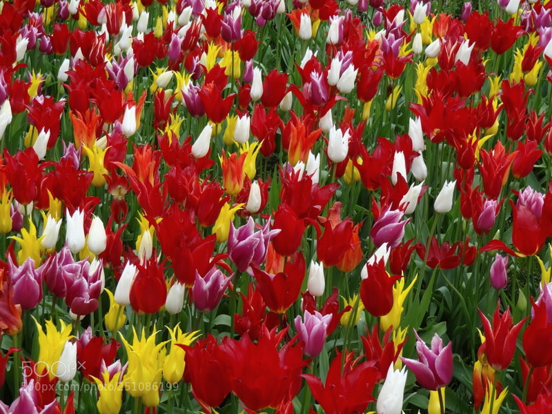 Sony Cyber-shot DSC-HX9V sample photo. Field of tulips photography
