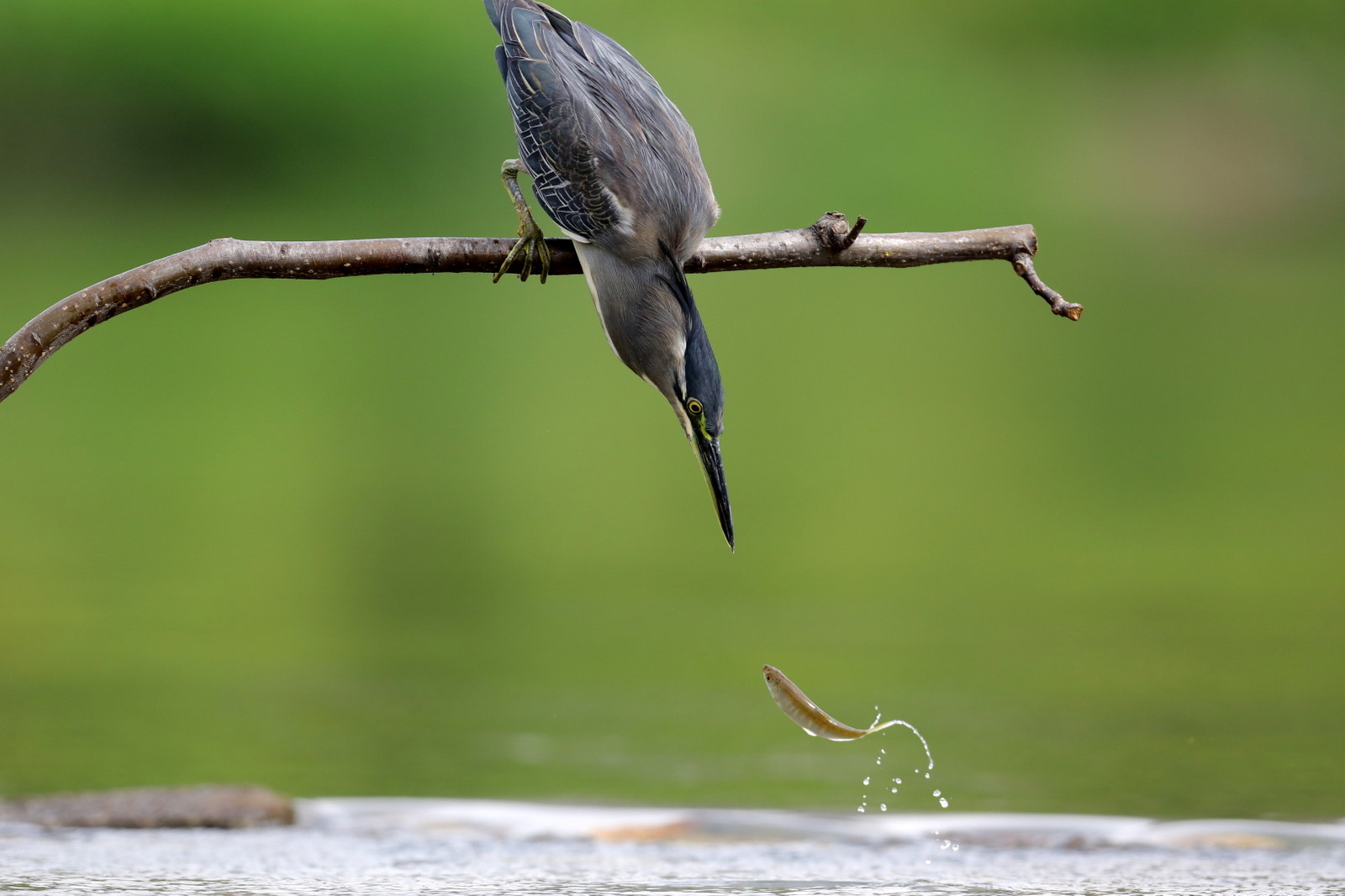 Canon EF 600mm f/4L IS sample photo. 검은머리댕기해오라기 photography