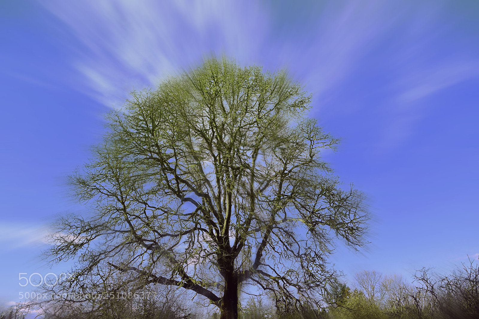 Nikon D3300 sample photo. Lone oak tree photography