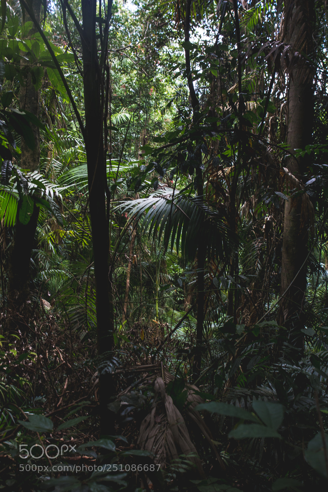 Canon EOS 60D sample photo. Finch hatton photography