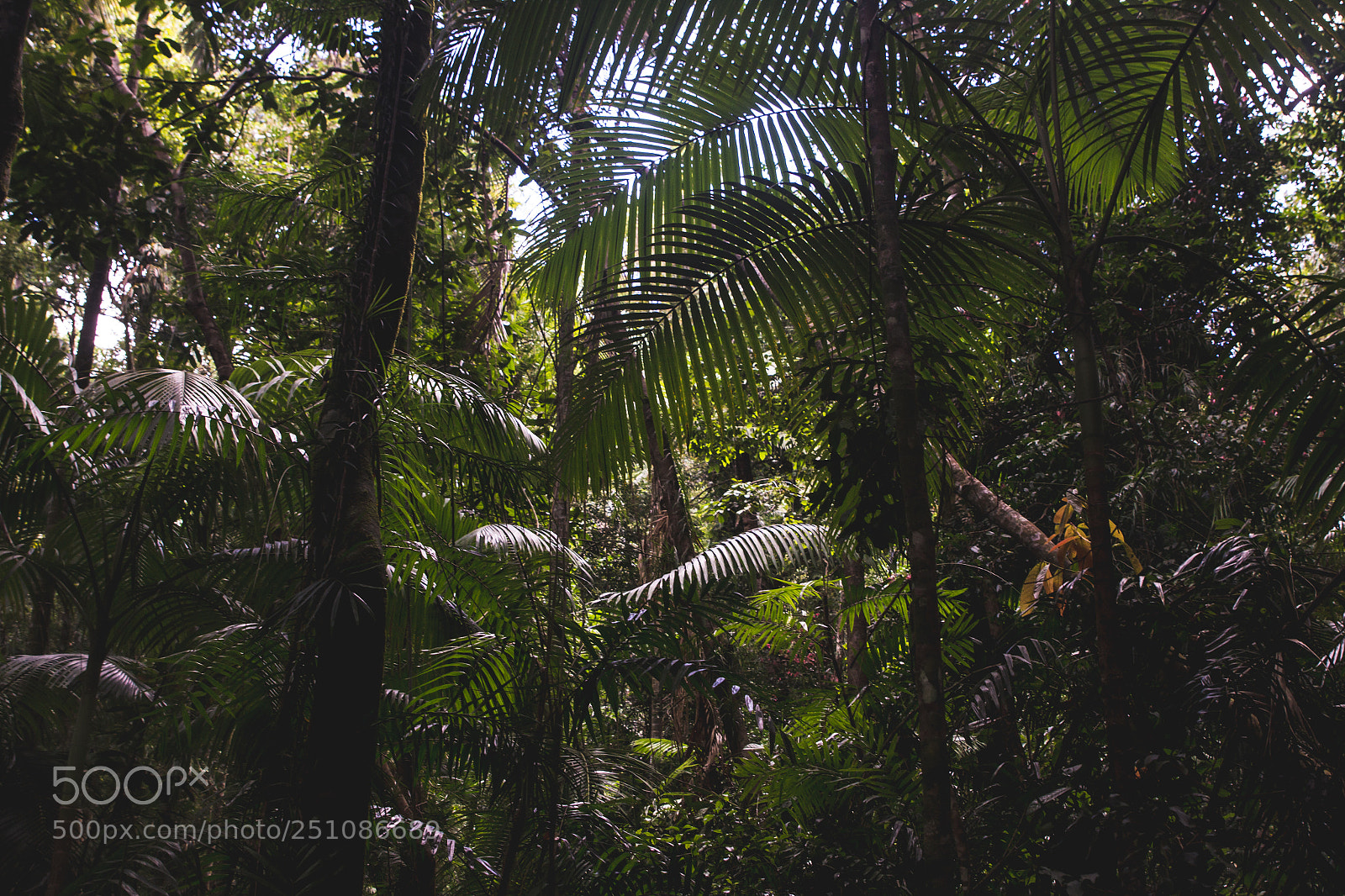 Canon EOS 60D sample photo. Finch hatton photography