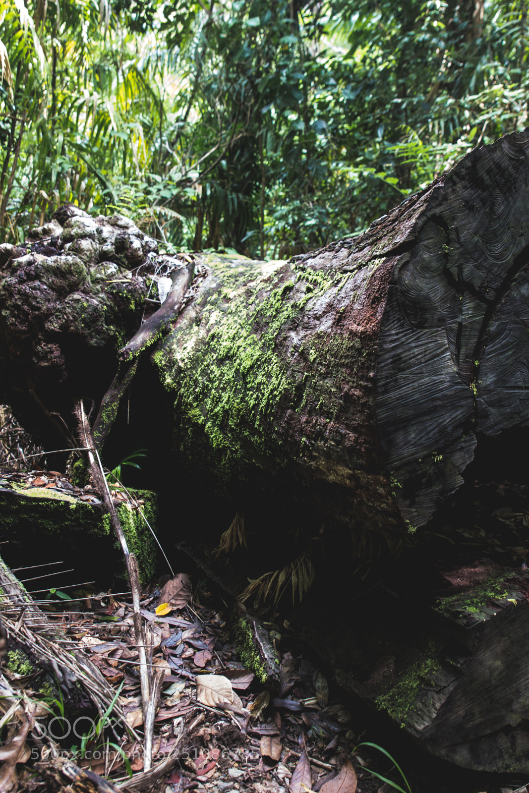 Canon EOS 60D sample photo. Finch hatton photography