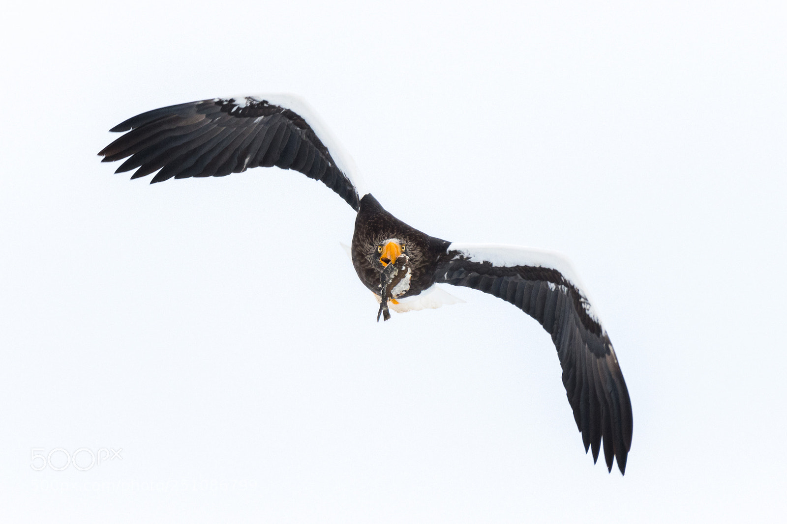 Nikon D500 sample photo. Steller's sea eagle photography