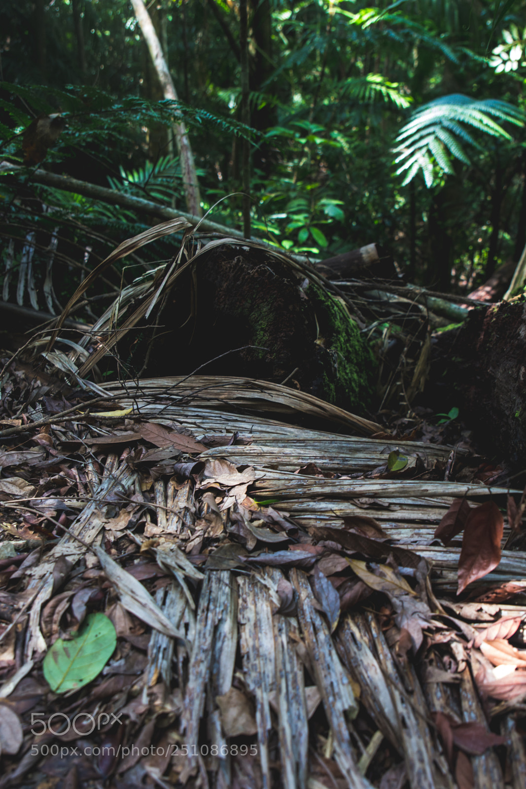 Canon EOS 60D sample photo. Finch hatton photography