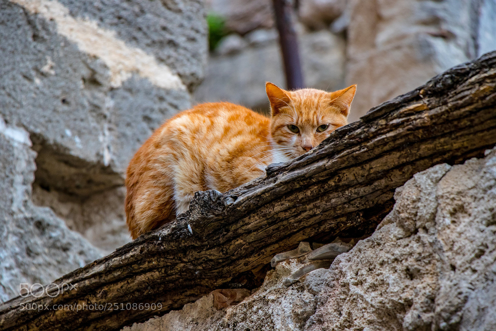 Canon EOS 80D sample photo. Shy cat photography