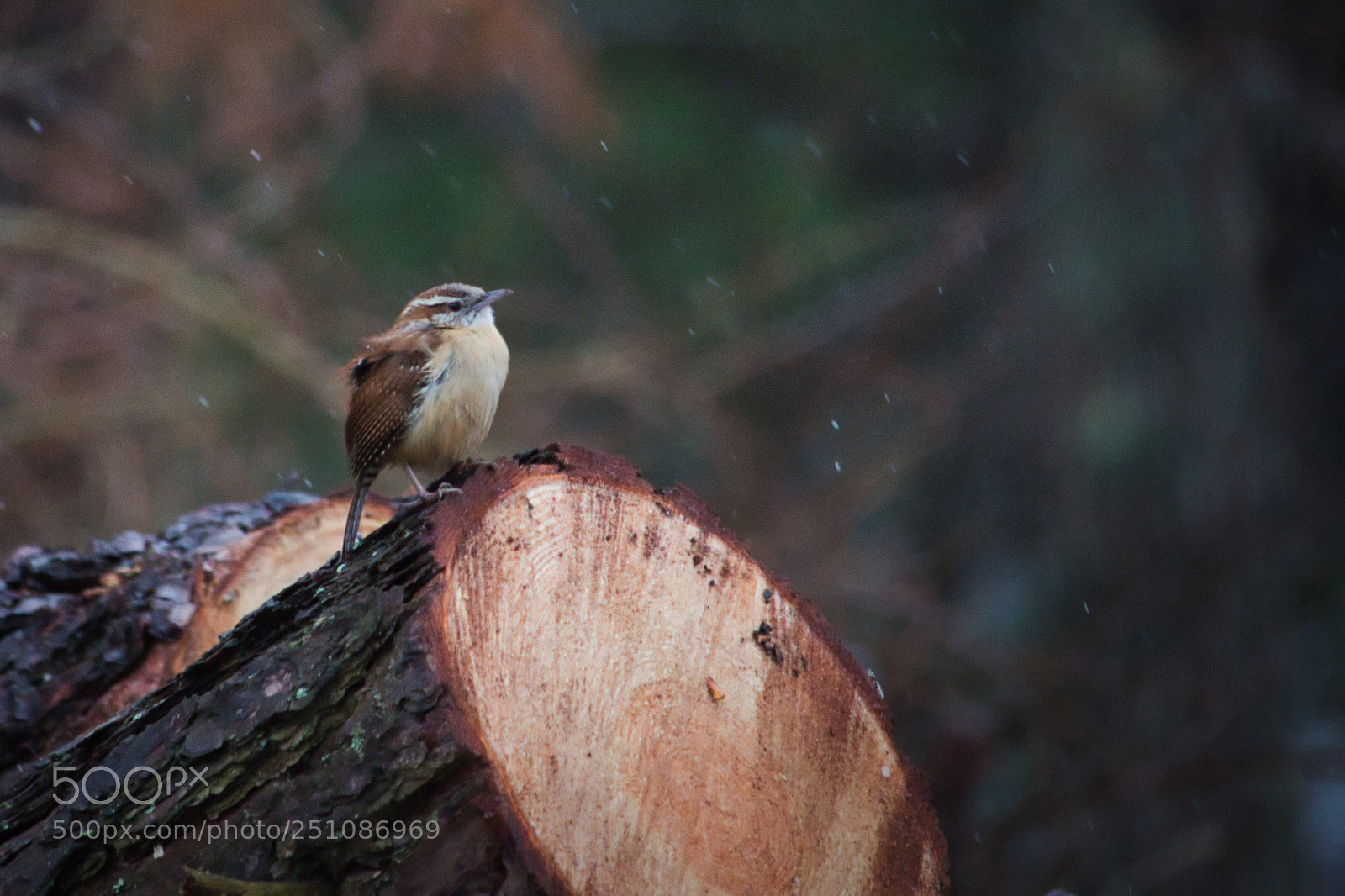 Canon EOS 700D (EOS Rebel T5i / EOS Kiss X7i) sample photo. Rainy cold day photography