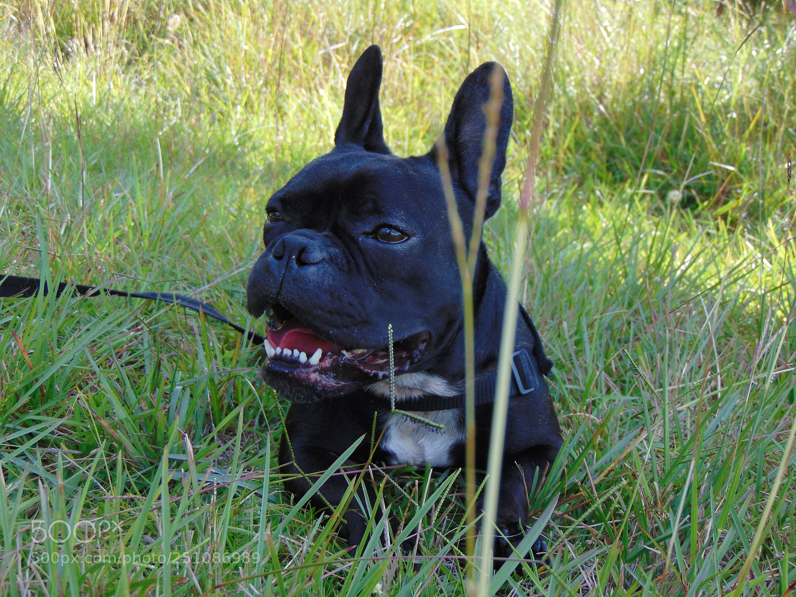 Sony Cyber-shot DSC-H300 sample photo. Bulldog photography